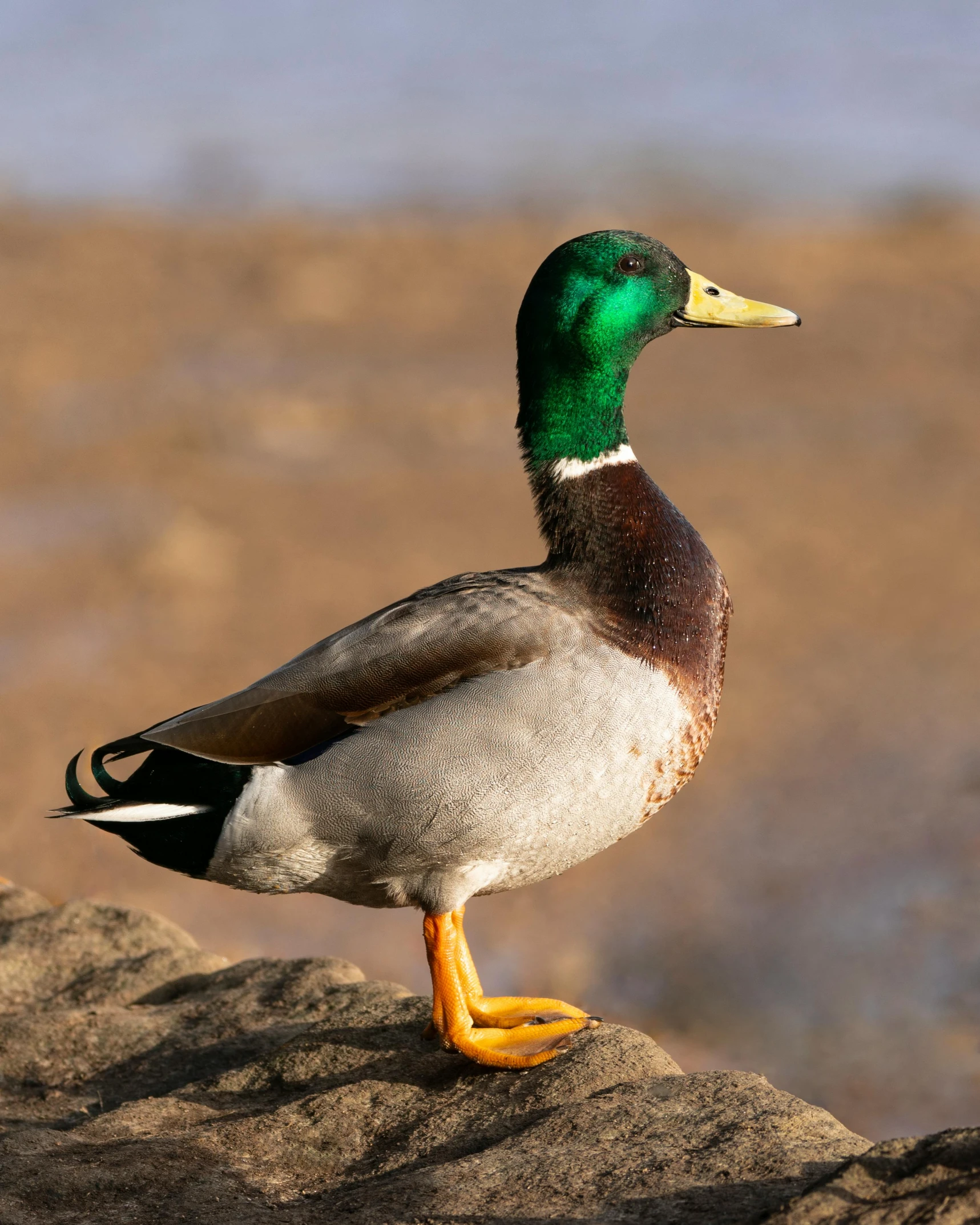 a duck standing on top of a rock with a blue sky in the background