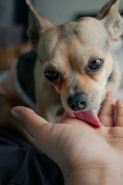 dog licking human's hand with open mouth