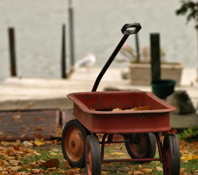 a rusted wheelbarrow filled with autumn leaves on the grass