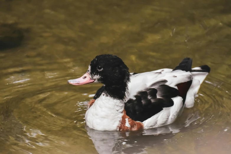 a duck that is floating in the water