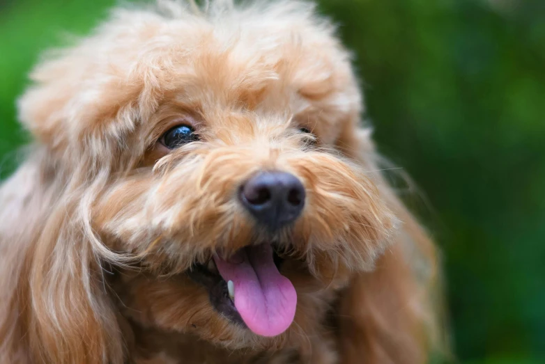 a close up picture of a dog panting