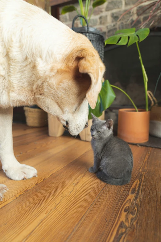 a white dog licking his nose while looking at another grey kitten