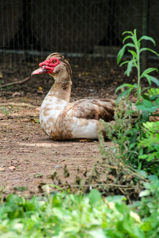 a close up of a small duck near some grass