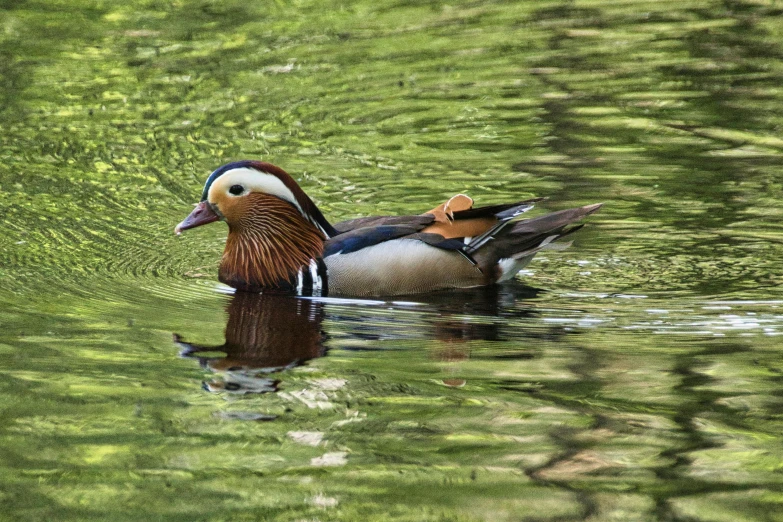 two birds swimming on top of a body of water