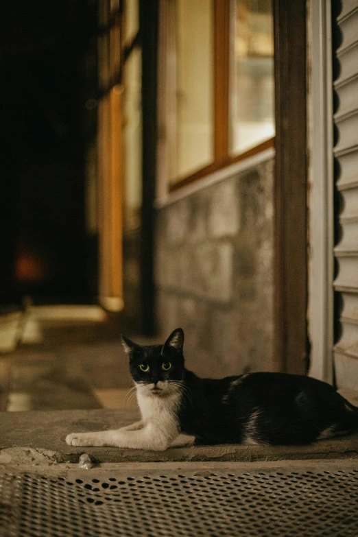 a cat sitting on the steps of an outdoor house