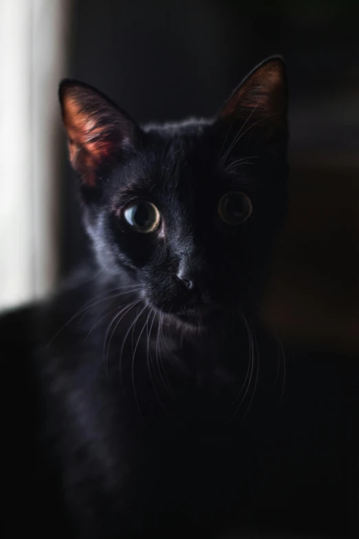 a cat sitting on the ground in front of a window