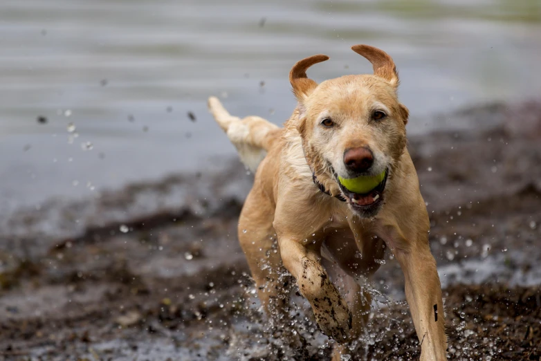 an adorable brown dog running across a dle with a tennis ball in his mouth