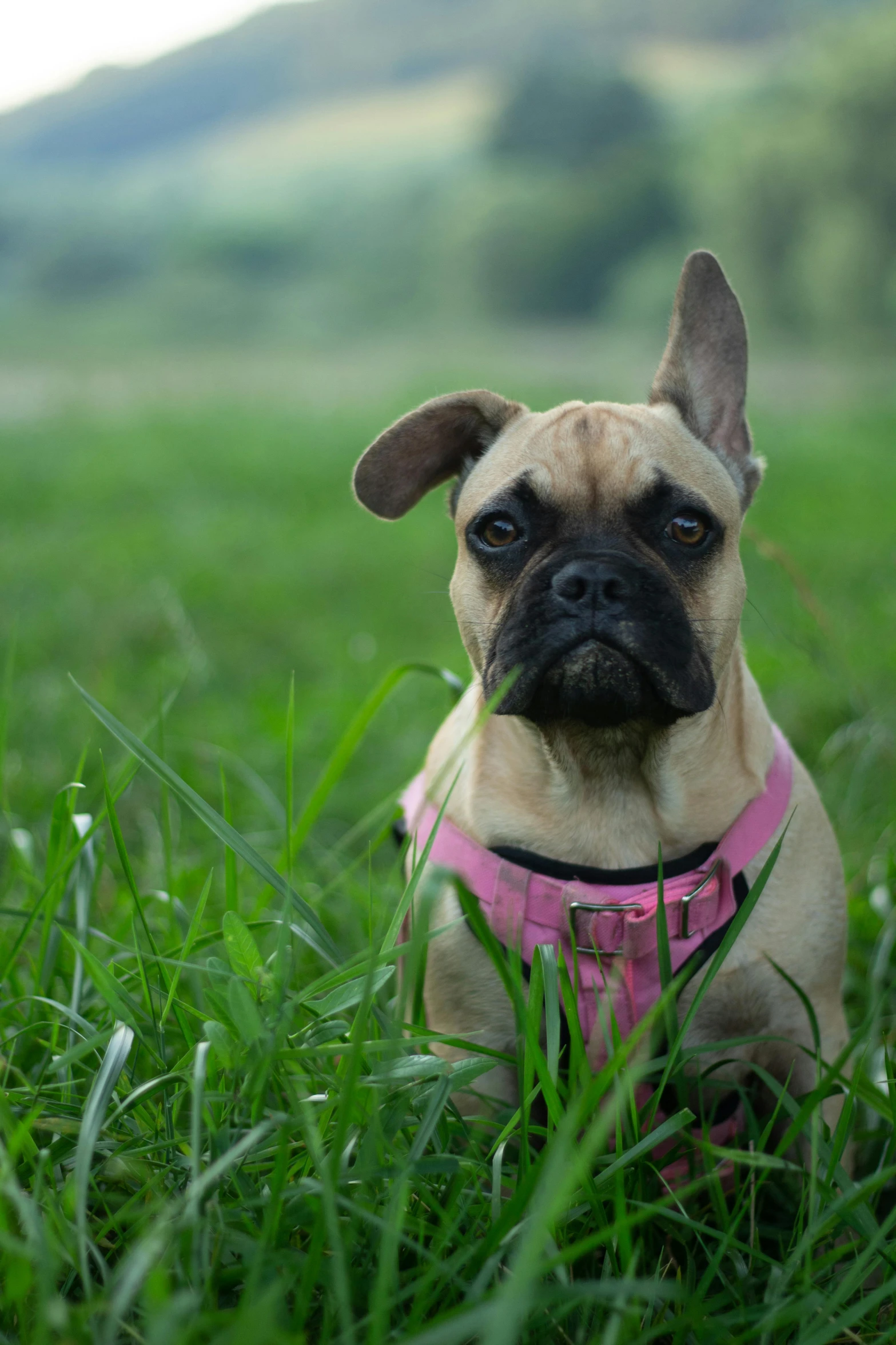 the little dog is laying in the grass with his owner