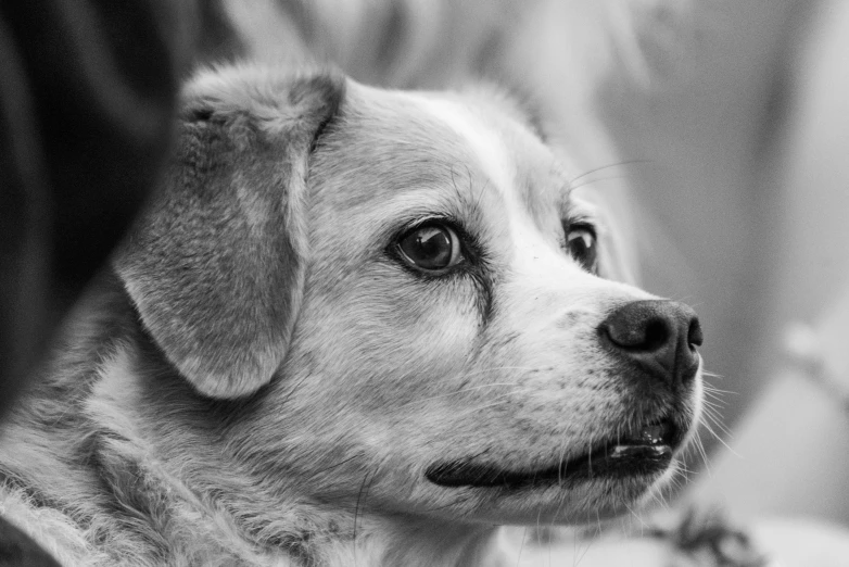 a black and white image of a dog resting on the arm of someone