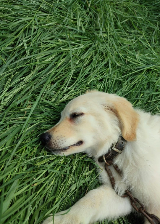 a dog laying in grass with its head on the ground