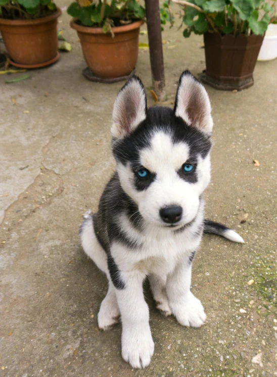 this is a black and white puppy sitting on the ground