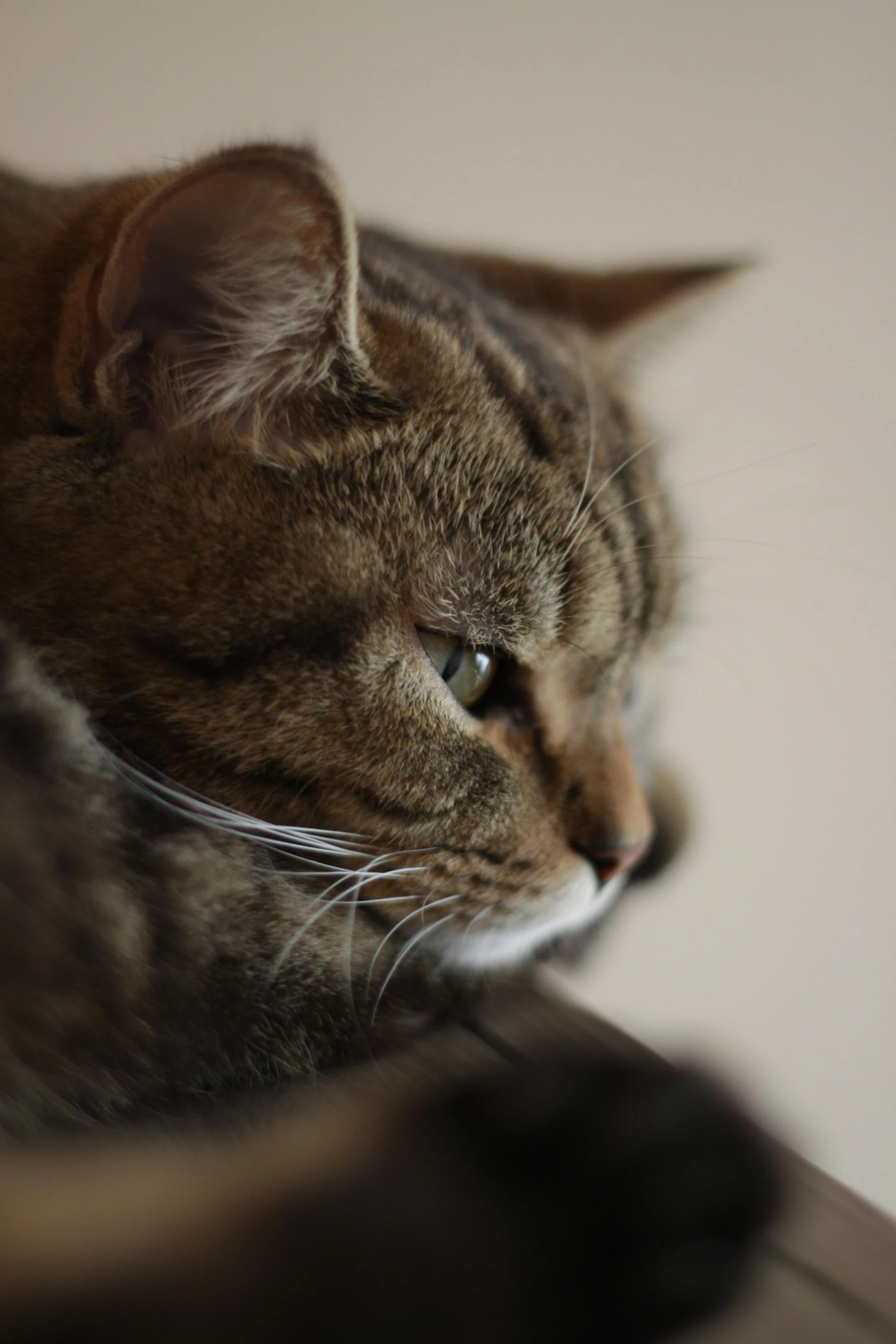 a cat sitting on top of a bed looking at soing