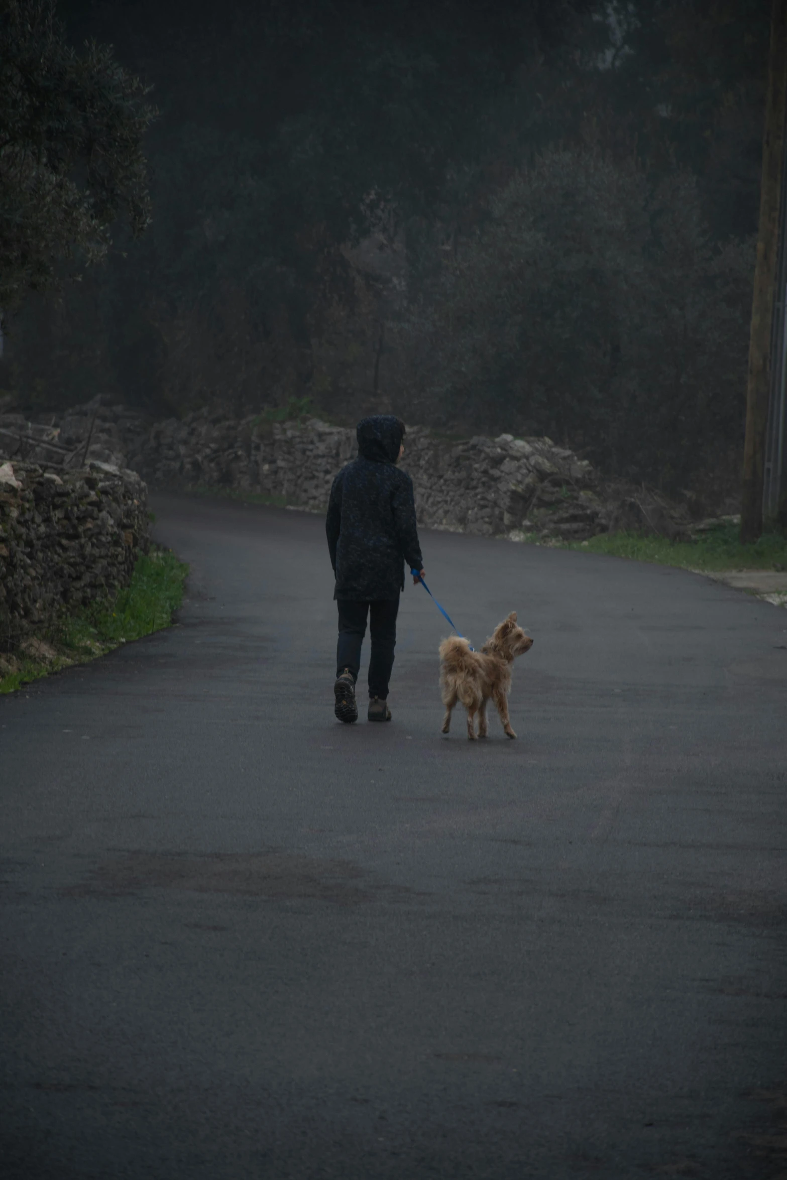 the person is walking their dog along the road