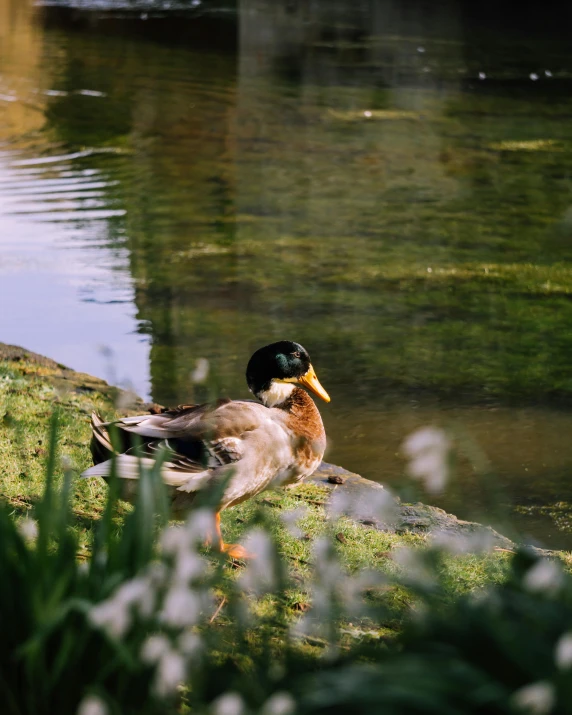 a duck standing next to the water on a rock