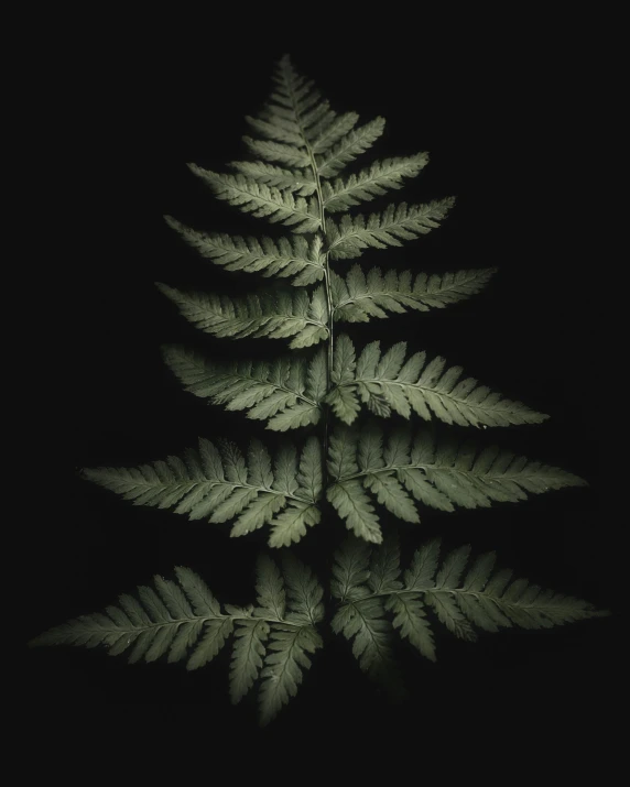 a reflection of the leaves of some plant is shown in the dark