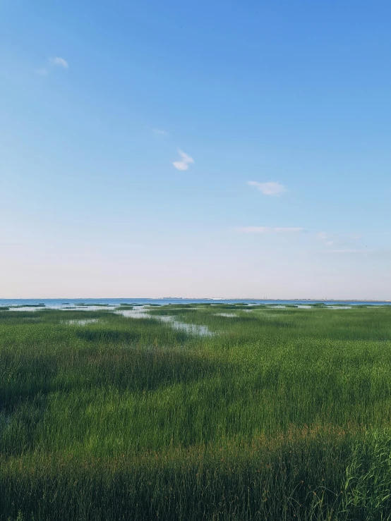 a field full of tall grass under a blue sky