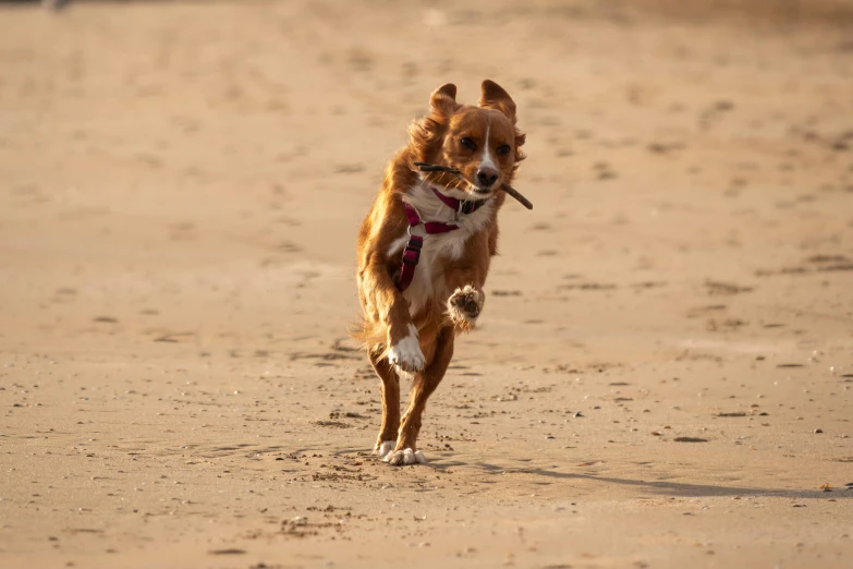 the dog has an insect in its mouth as he runs along the beach