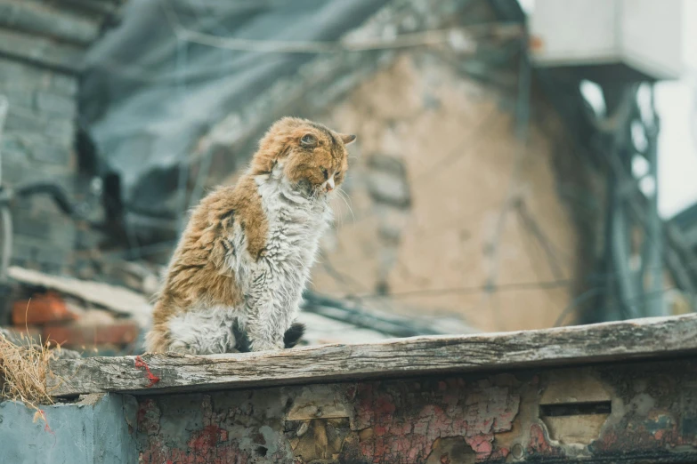 a cat that is sitting on a ledge