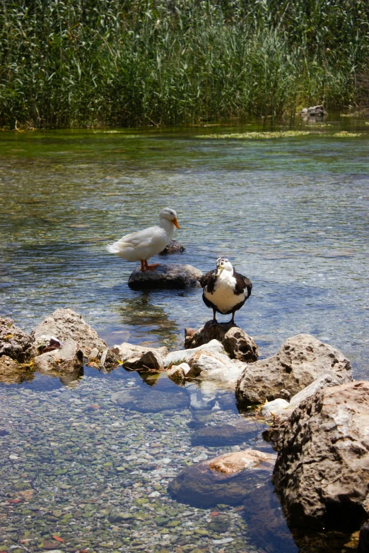 two birds that are standing in the water