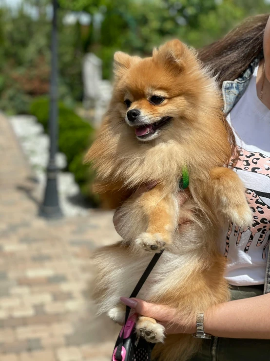 a person is holding a small pomeranian puppy