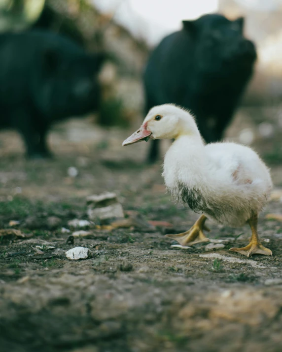 a baby duck walking on dirt with another animal in the background