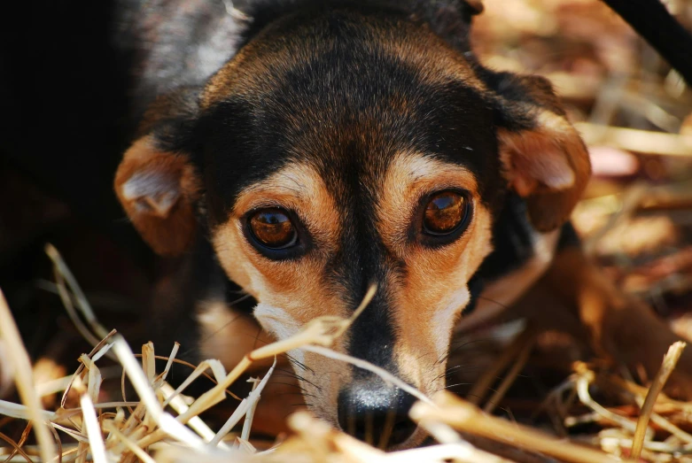 a brown and black dog standing on top of dry grass