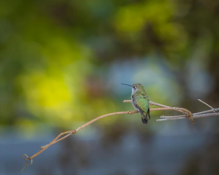 a bird sitting on top of a nch