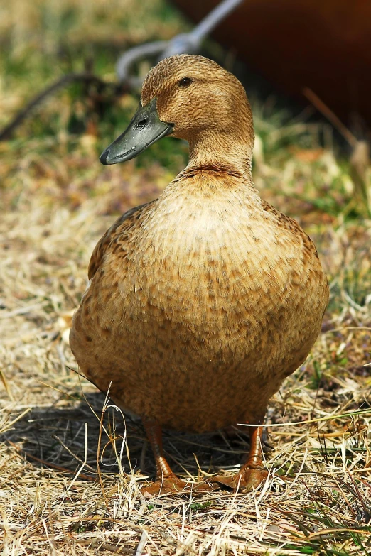 a duck in grass next to a body of water