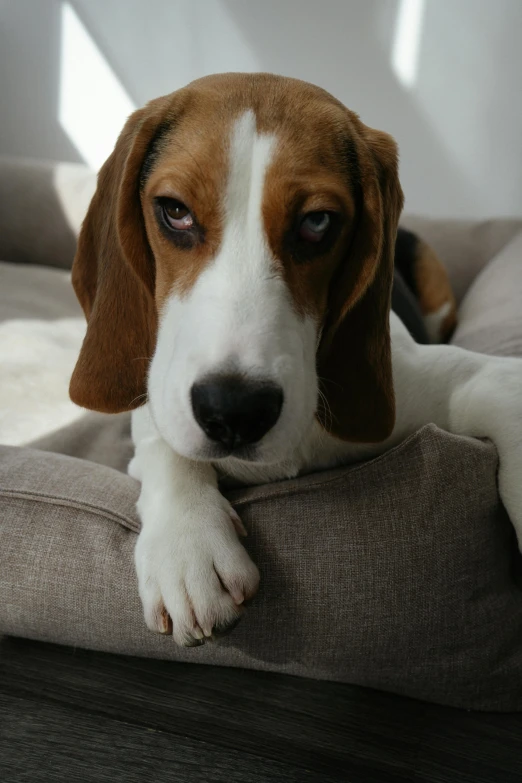 a dog laying on top of a pillow