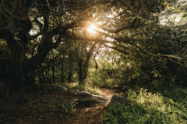 a dirt path that goes through some tall trees