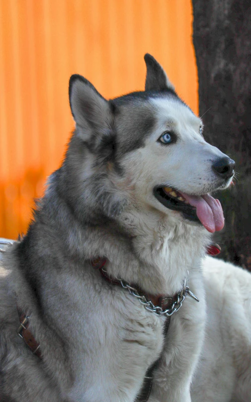 two husky dogs sitting next to each other