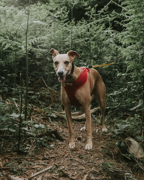 a dog on a leash in the woods