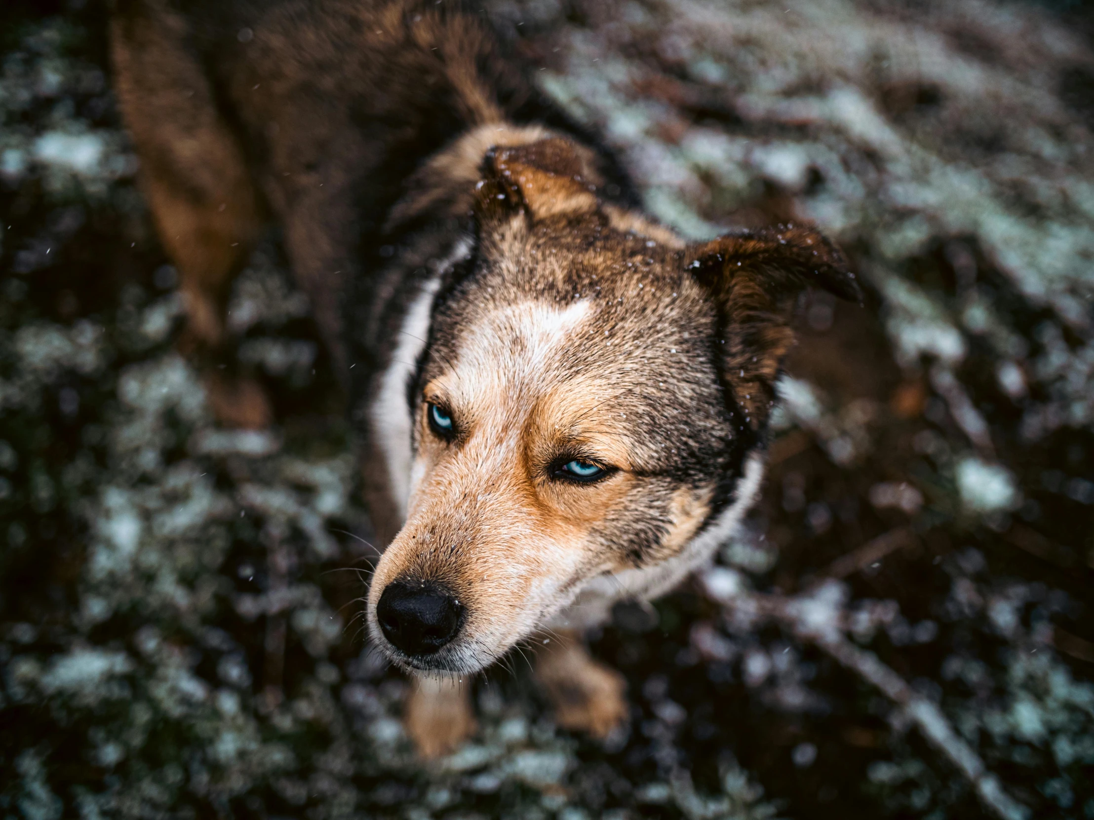 a dog with his nose to the side