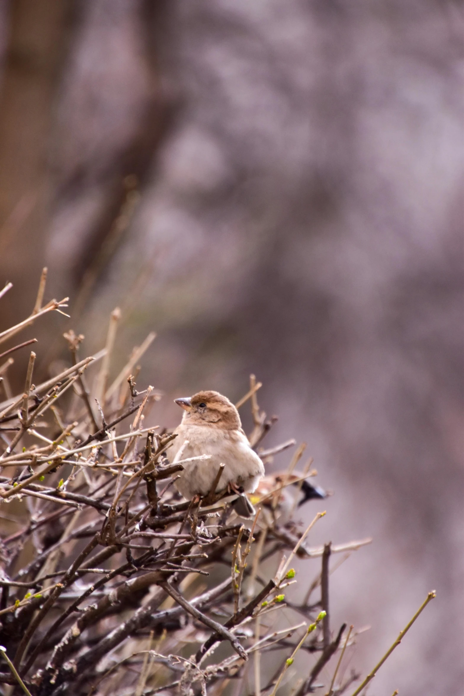 a bird sitting on top of a bush