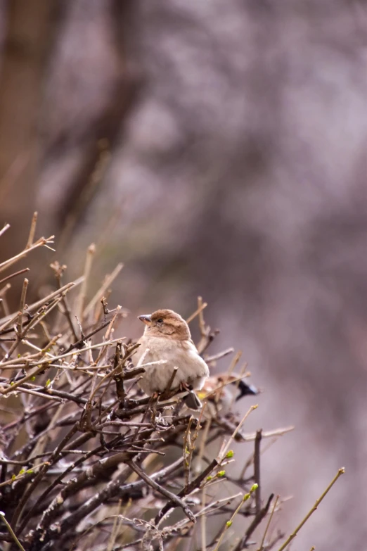 a bird sitting on top of a bush