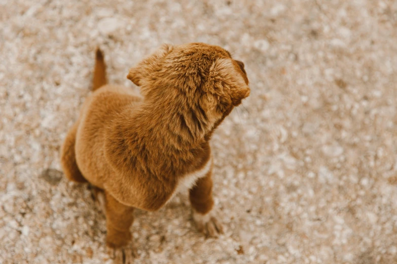 a small brown dog standing on the sidewalk