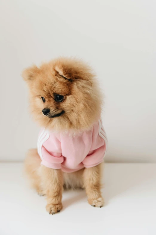 a small dog in a pink shirt poses for a po