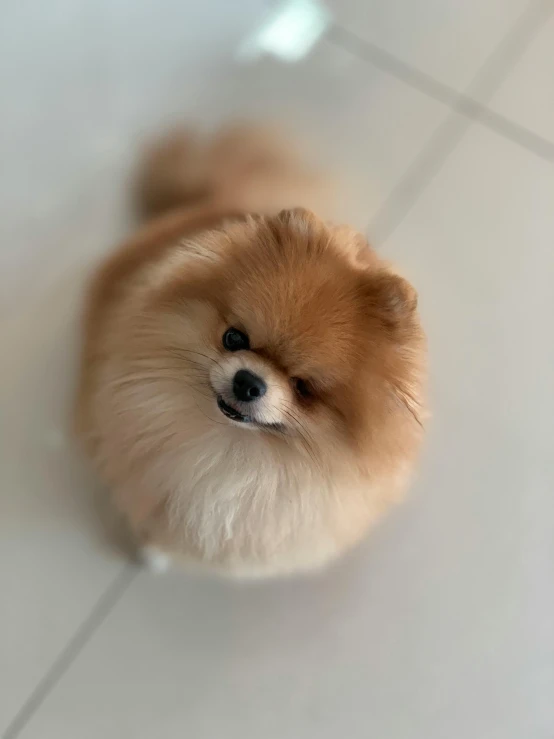 a tan colored dog is looking up from the floor