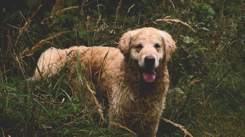 an image of a dog that is standing in the grass