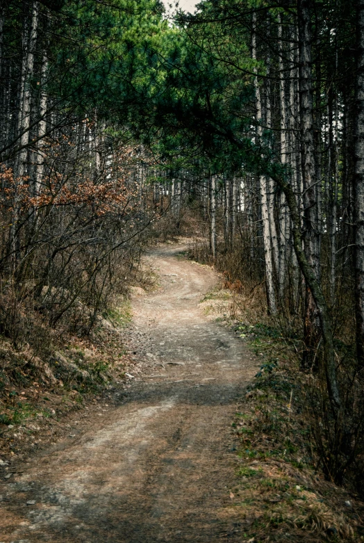 a dirt path through a forest with lots of trees on each side