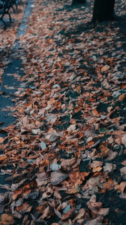 a couple benches and leaves are laying on the ground