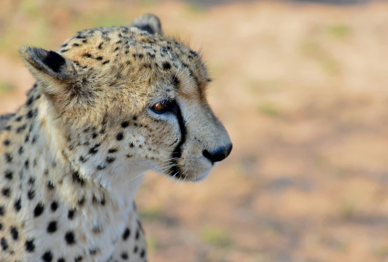 a big cheetah with his eyes close to the camera