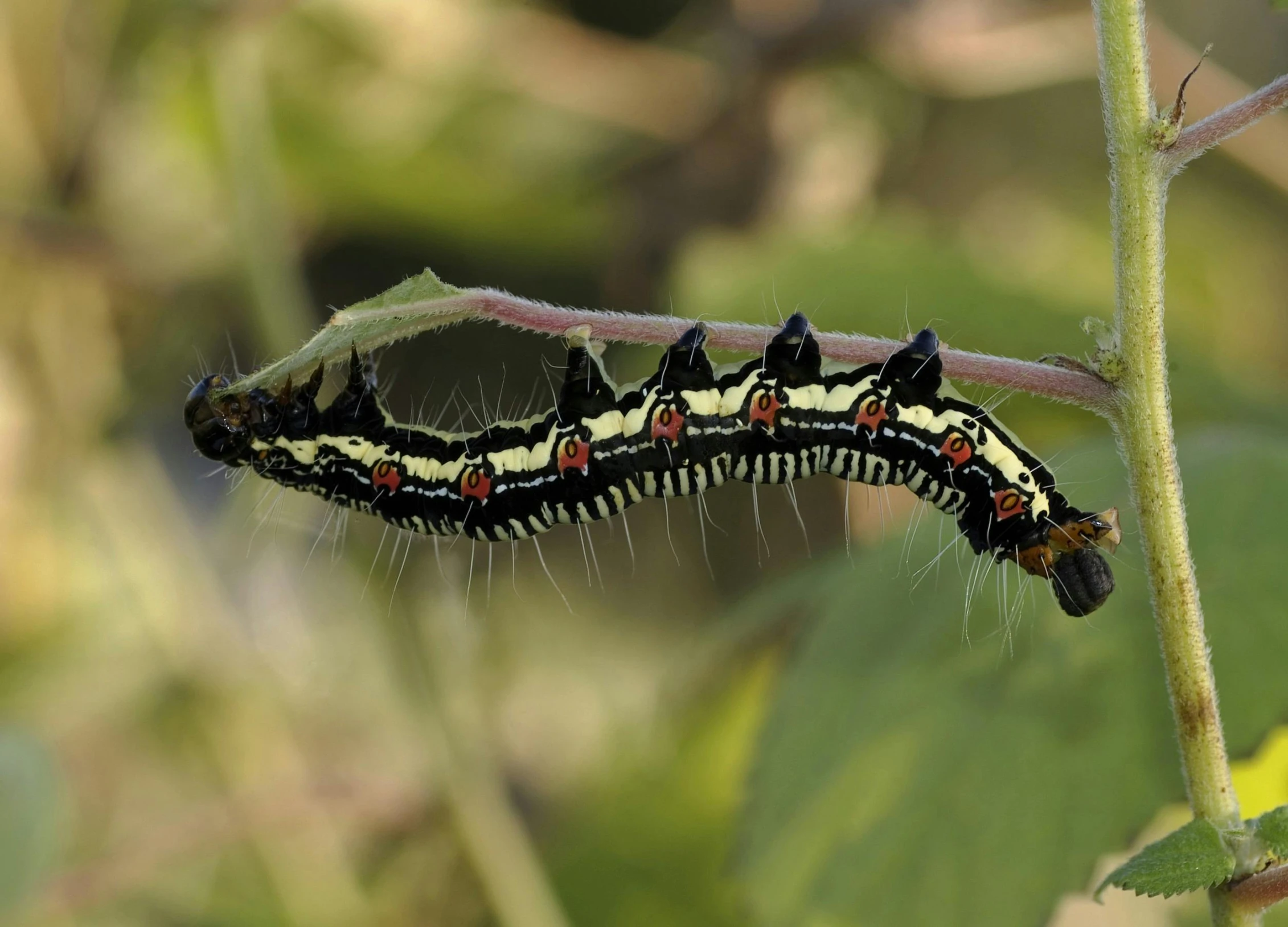 a lard caterpillar that has brown and black spots