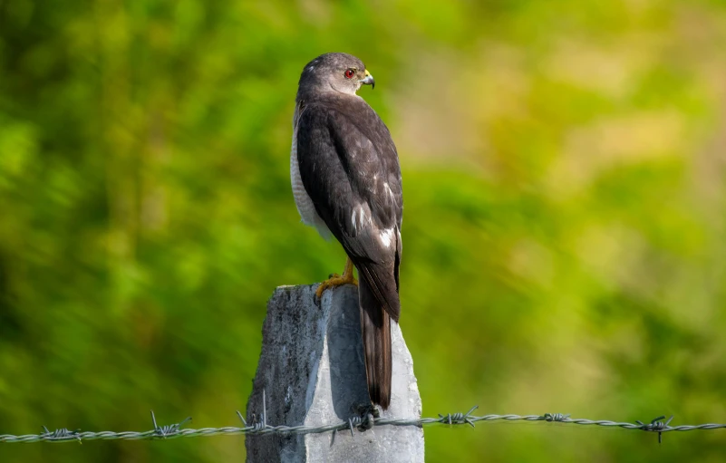 a bird sitting on a post next to barbed wire