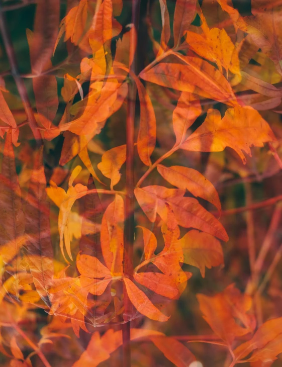 an image of orange and yellow leaves with blurred background