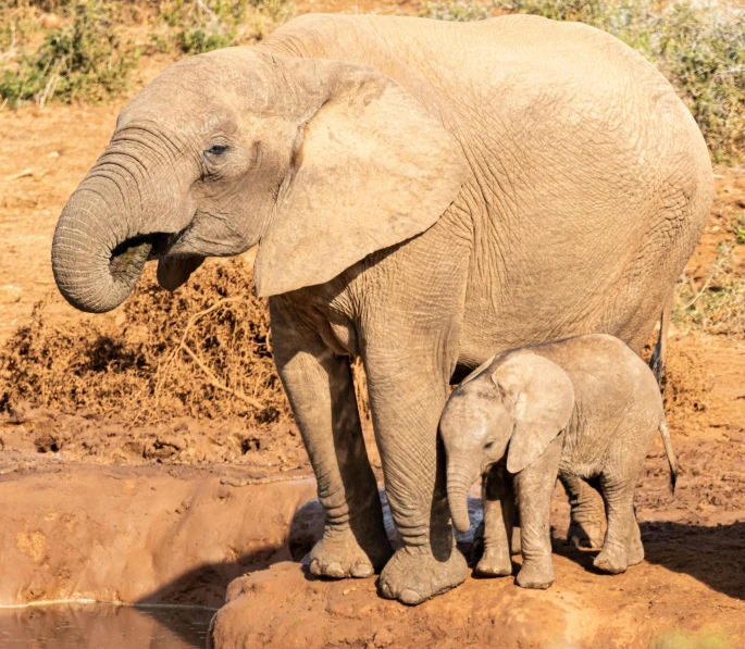 the baby elephant is drinking from the water