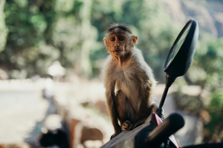 a monkey is standing on a vehicle mirror