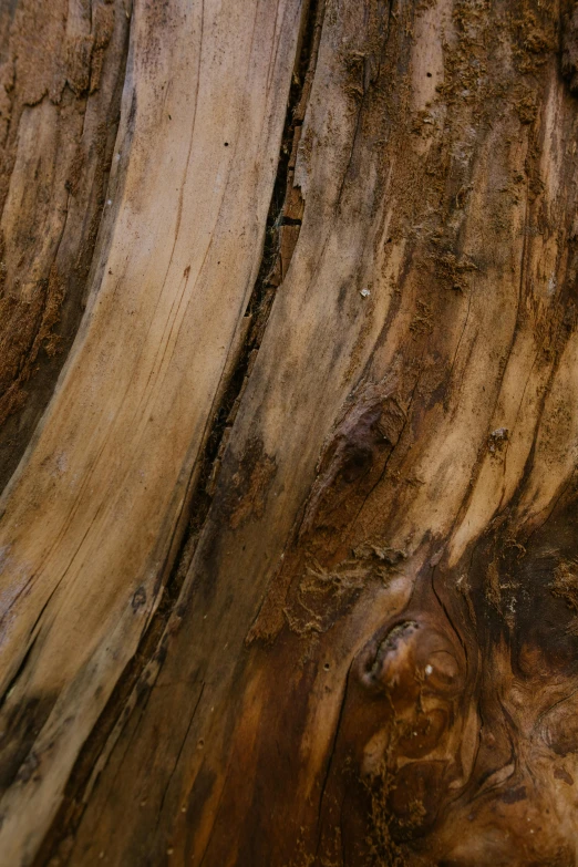 the brown surface of an old wood stump