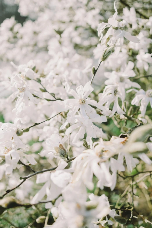 many white flowers are on the nches of a tree