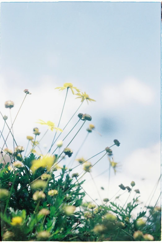 some yellow and white flowers against a sky